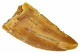 Serrated, Raptor Tooth - Real Dinosaur Tooth #273521-1